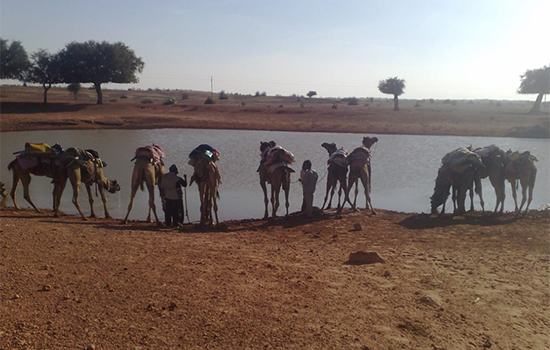Camel and horse expedition camps