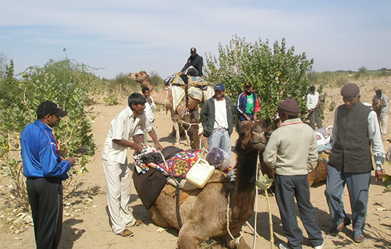 Camel cart and Jeep safari